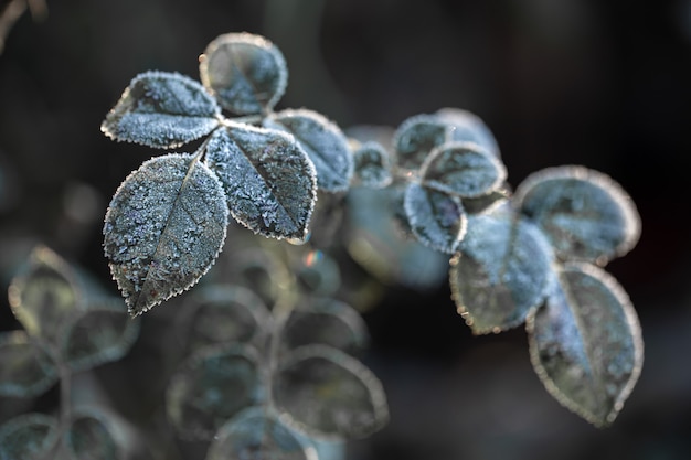 Galhos cobertos de geada. plantas geladas no início da manhã na estação fria.