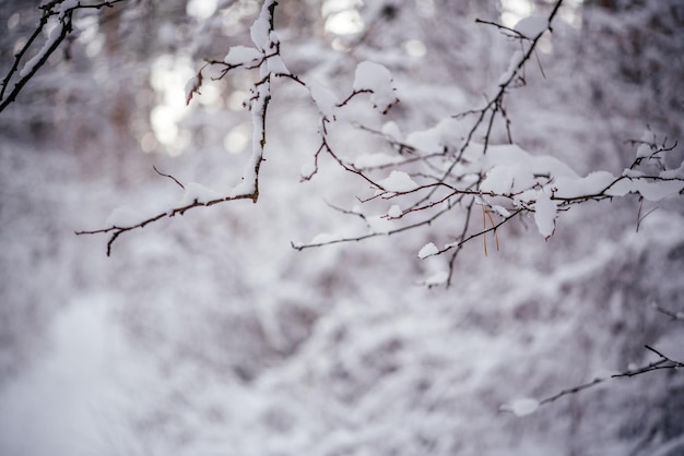 Galhos cobertos de neve na floresta de inverno
