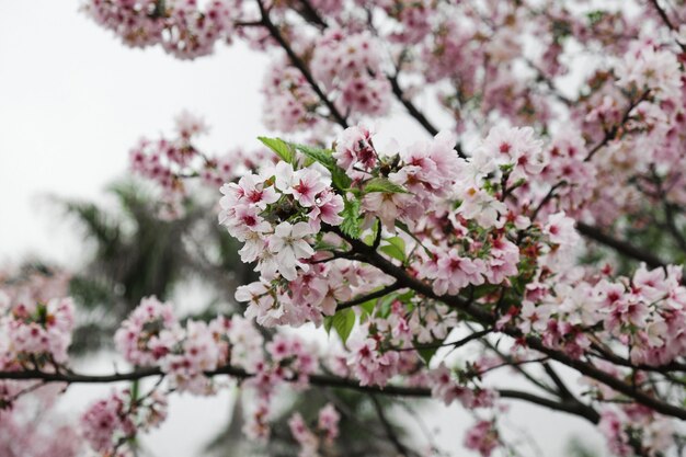 Galhos de árvores de flor de cerejeira close-up