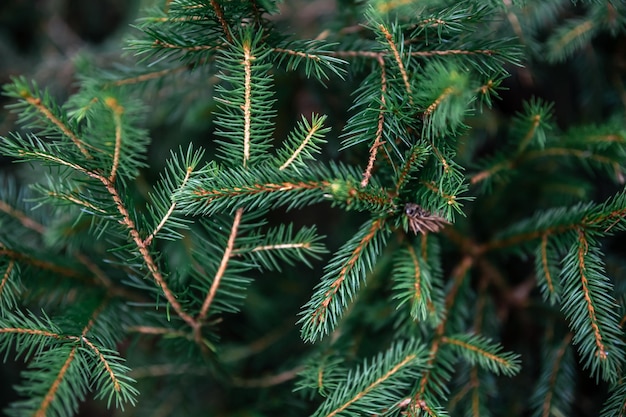 Foto grátis galhos de árvores de natal na floresta fecham o fundo natural