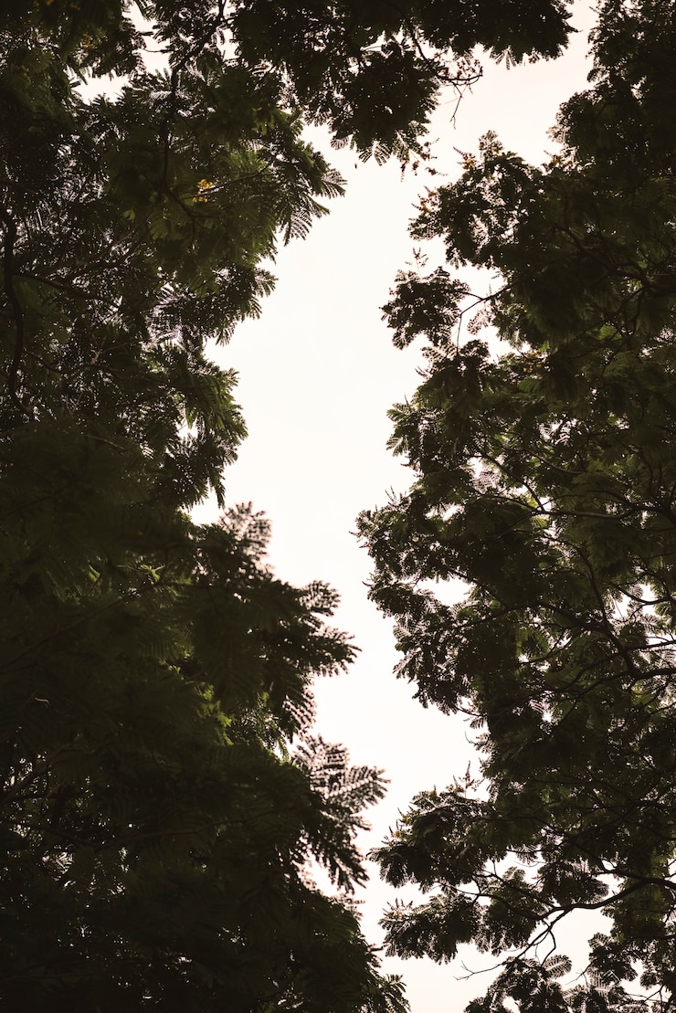 Foto grátis galhos de árvores e o céu