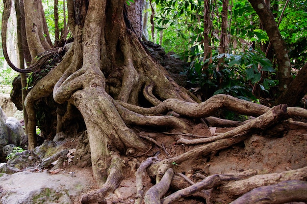 Galhos de árvores no chão