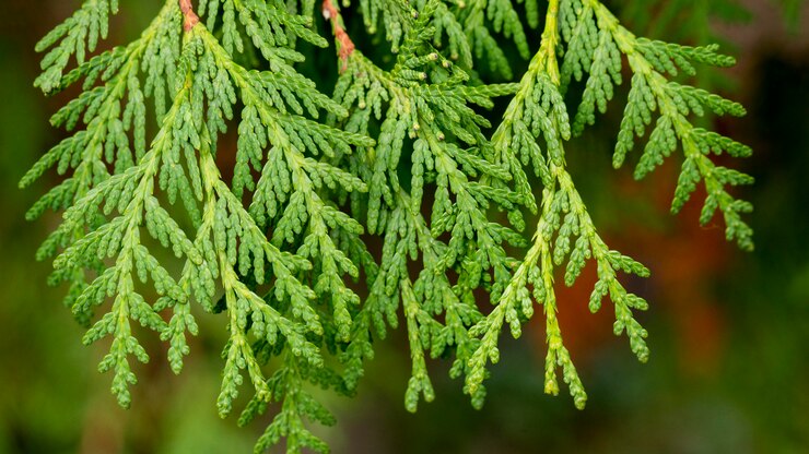 Foto grátis galhos de árvores verdes em close-up