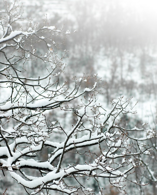 Galhos de uma árvore coberta de neve