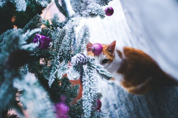Galhos de uma árvore de Natal com neve e um gato