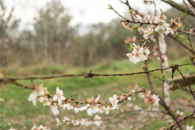 Galhos em flor com fundo borrado