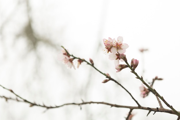 Galhos em flor com fundo borrado