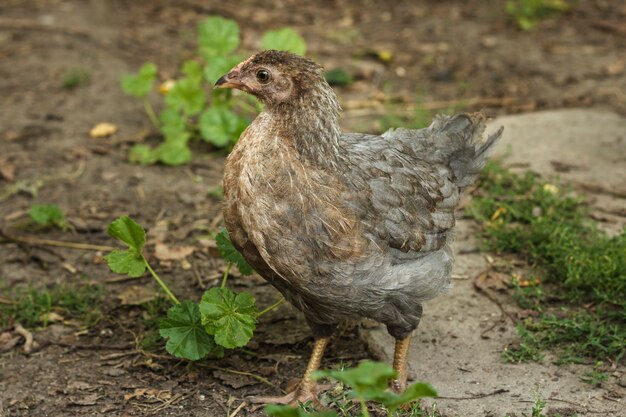 Galinha andando na fazenda