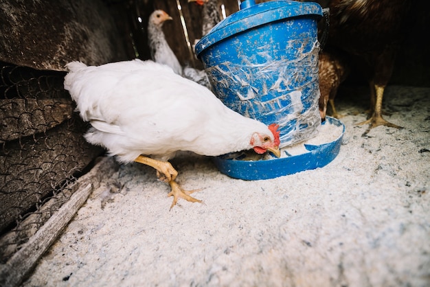 Foto grátis galinha branca alimentando forragem na gaiola