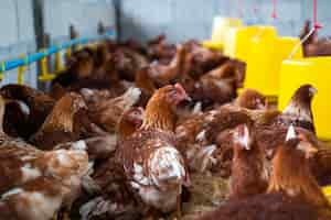 Foto grátis galinhas marrons na fazenda