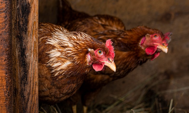 Foto grátis galinhas no ninho com conceito de estilo de vida rural
