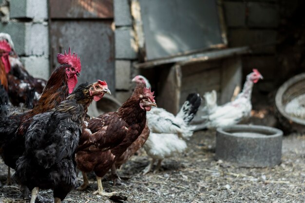 Galinhas olhando agressivamente para algo no quintal da fazenda