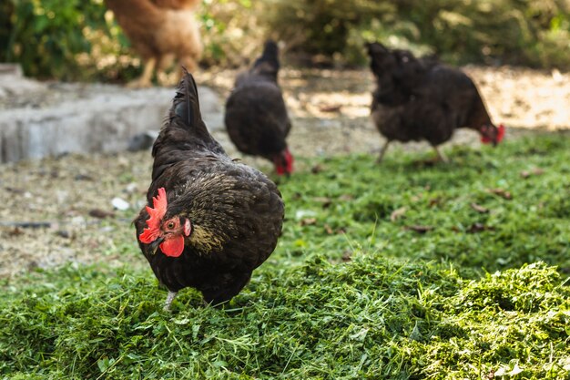 Galinhas pretas na fazenda comendo grama