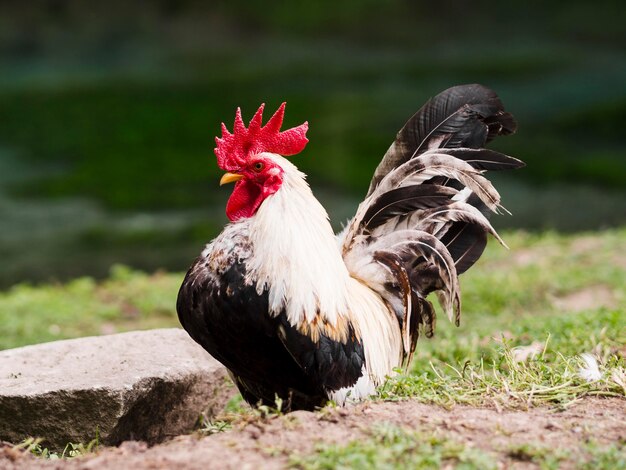 Galo de tiro no escuro ficar do lado de fora