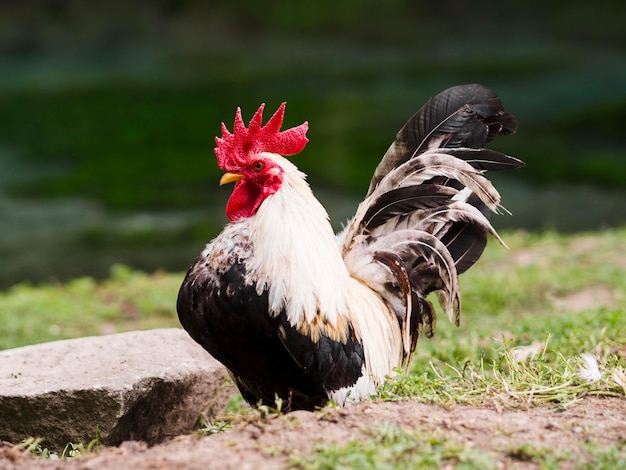 Galo de tiro no escuro ficar do lado de fora