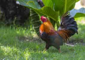 Foto grátis galo vermelho e preto na grama verde