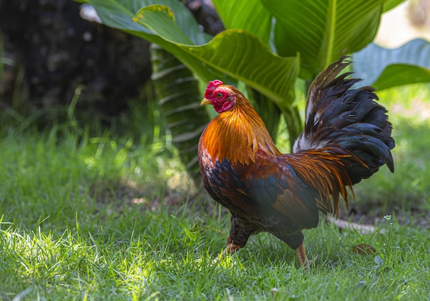 Galo vermelho e preto na grama verde