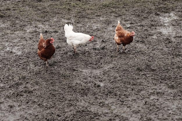 Galos e galinhas em uma fazenda na lama