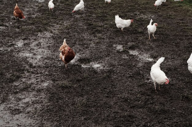 Galos e galinhas em uma fazenda na lama