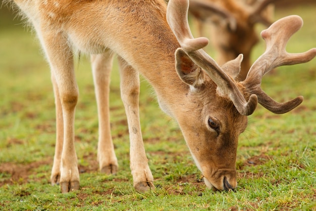 Foto grátis gamo pastando. plano fechado