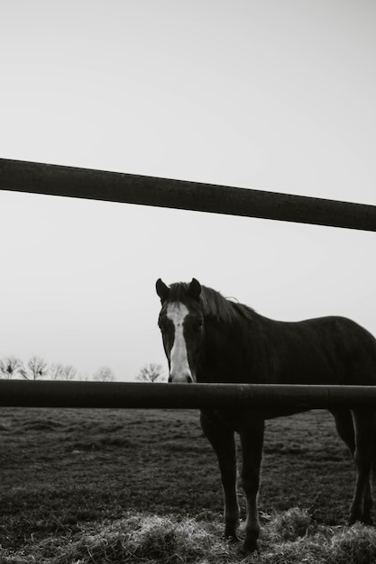 Foto grátis garanhão atrás das cercas em um campo sob a luz do sol durante o dia