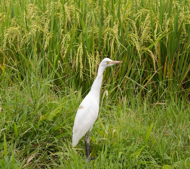 Garça branca no campo de arroz