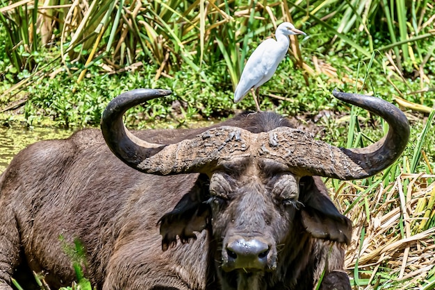 Garça-branca pequena sobre a cabeça de um búfalo aquático cercada por vegetação sob a luz do sol