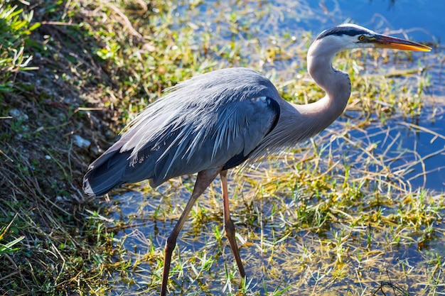 Garça em everglades