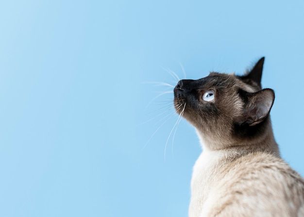 Gatinho adorável com parede monocromática atrás dela