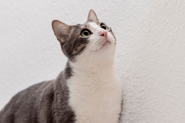 Foto grátis gatinho adorável com vontade de caçar