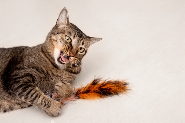 Gatinho adorável sendo brincalhão