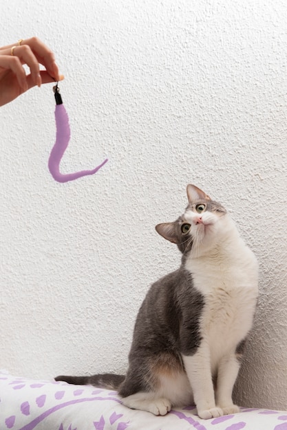 Foto grátis gatinho adorável sendo brincalhão