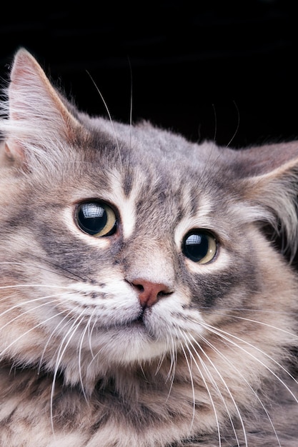 Gatinho bonito com olhar muito atônito em foto de estúdio em fundo escuro