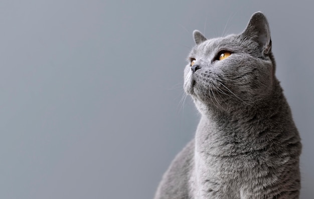 Gatinho cinza com parede monocromática atrás dela