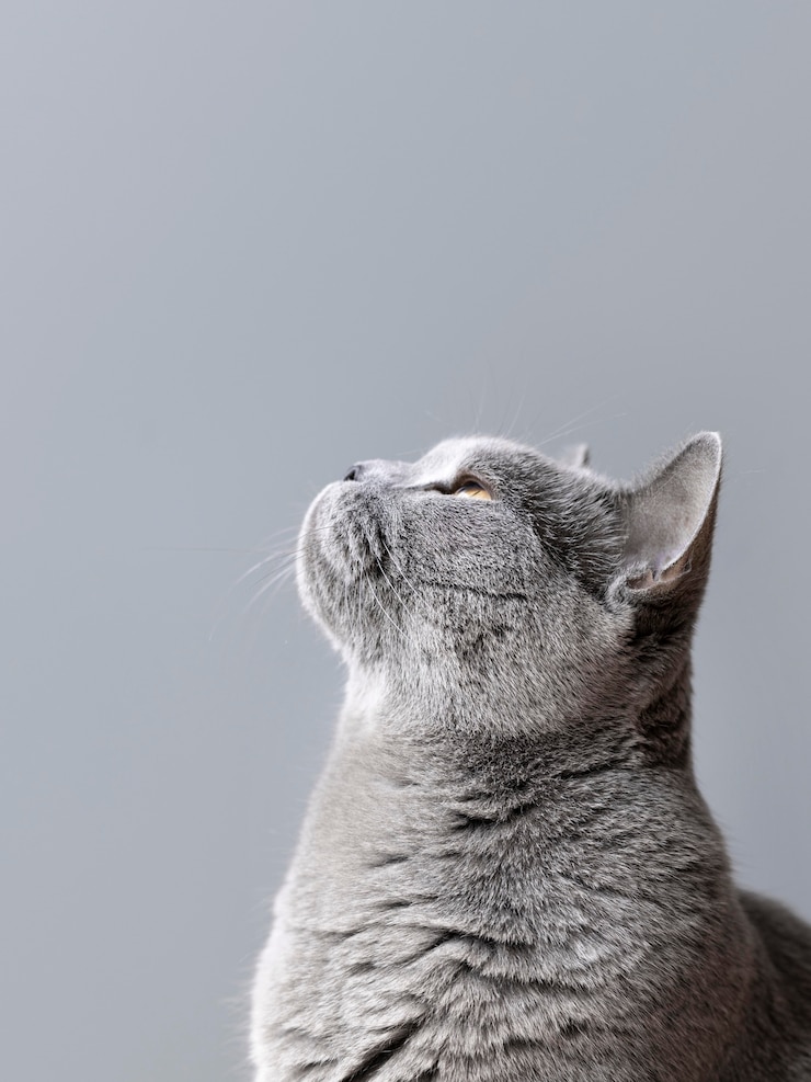 Foto grátis gatinho cinza com parede monocromática atrás dela