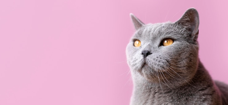 Foto grátis gatinho cinza com parede monocromática atrás dela