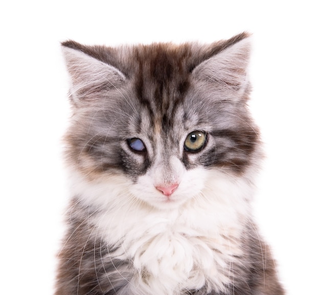 Gatinho doméstico peludo e cinza com um olho danificado e cabelo comprido e bigodes olhando para a frente