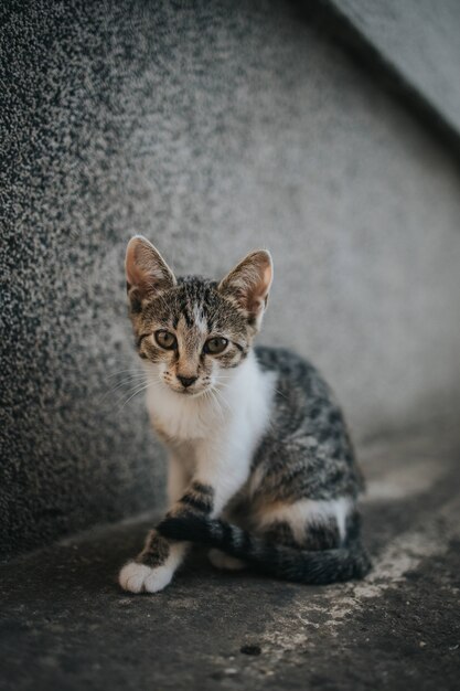 Gatinho fofinho sentado no chão ao ar livre