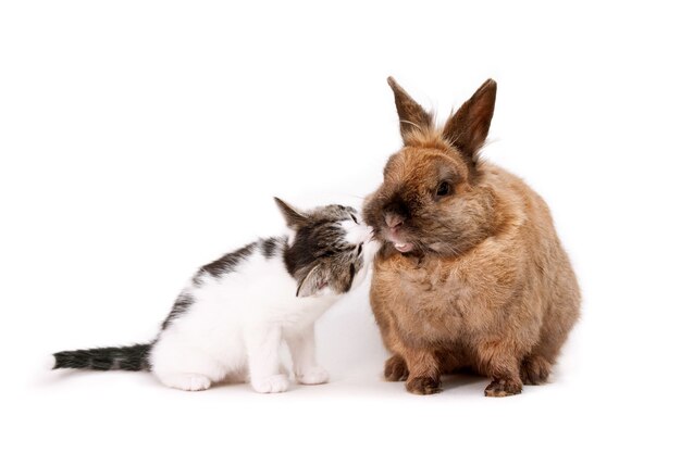 Gatinho fofo e brincalhão, cheirando curiosamente o focinho de um coelho marrom fofo em uma superfície branca