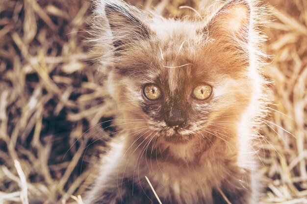 Gatinho marrom impertinente com fundo do feno