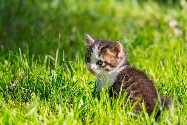 Gatinho