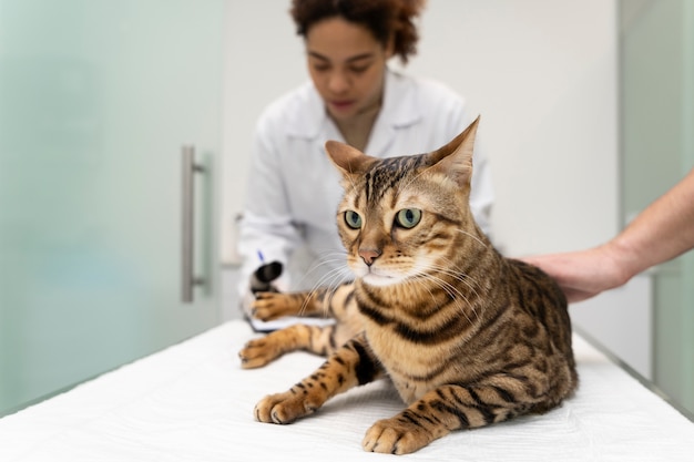 Gato a ajudar o veterinário de perto