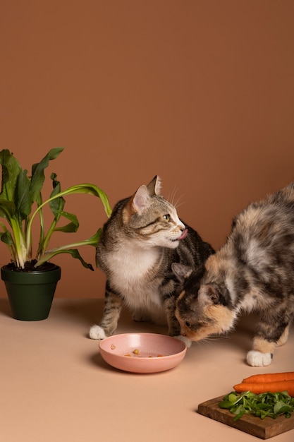 Foto grátis gato adorável com tigela de comida