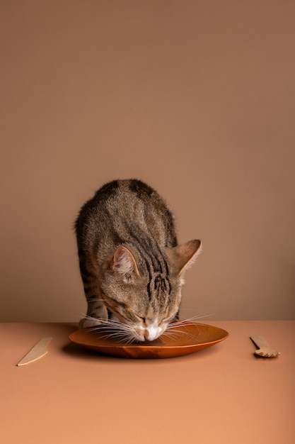 Gato adorável comendo comida do prato