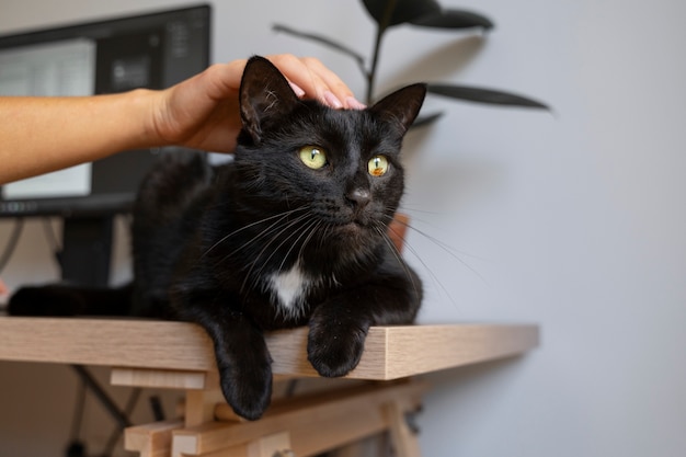 Foto grátis gato bonito a passar tempo dentro de casa.