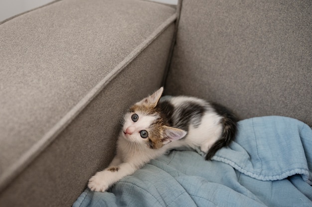 Foto grátis gato bonito a passar tempo dentro de casa.