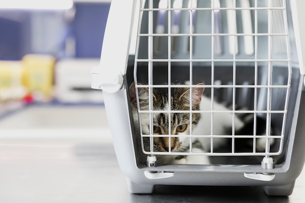 Gato bonito na gaiola na clínica veterinária