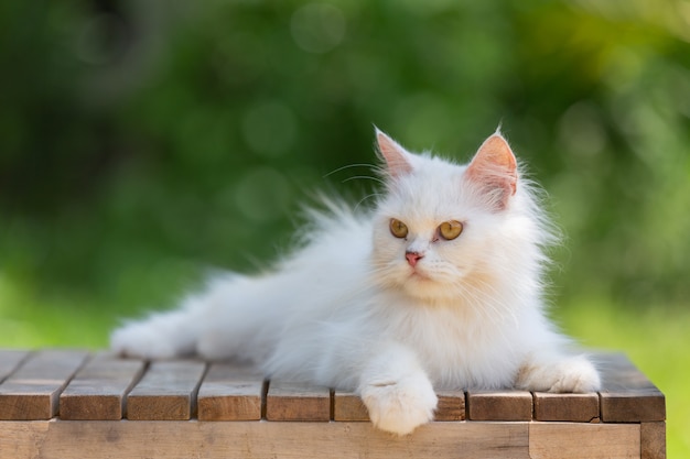 Gato branco no jardim