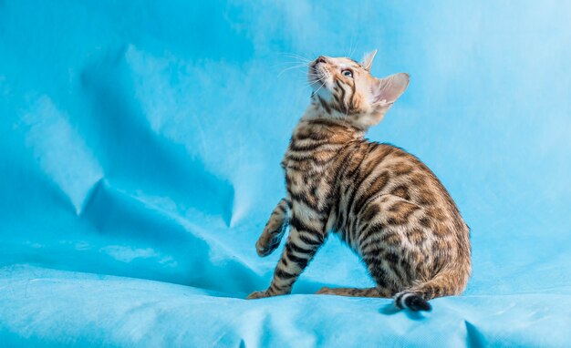 Gato brincando