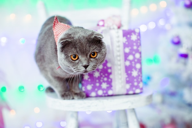 Gato cinza bonito e o presente de Natal